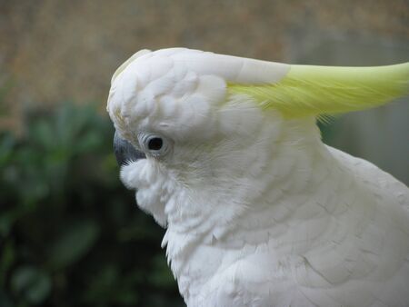 Sulphur crested cockatooの写真素材