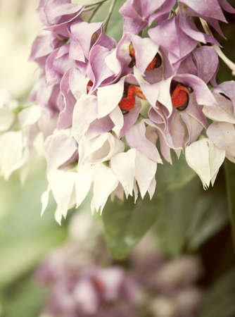 Soft Pink and White Blossoming Flowerの写真素材