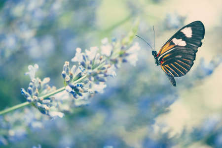 Lavender and the Butterflyの写真素材