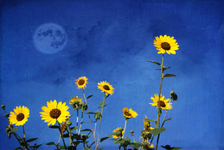 Wild Sunflowersの写真素材