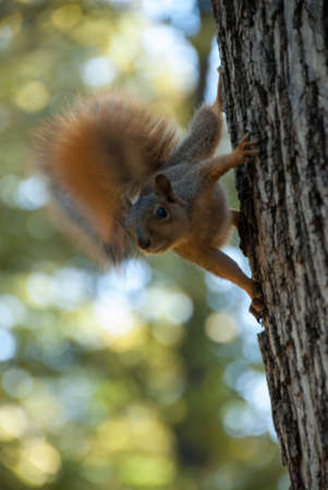 Squirrelの写真素材