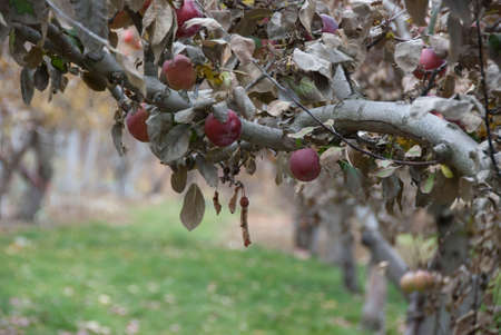 Apple Tree Branch