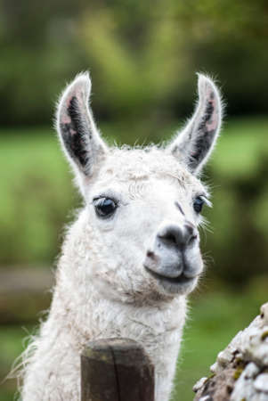 Close-up of White Llama looking at Cameraの写真素材