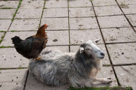 Rooster Sitting on Goat