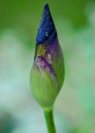 Purple Iris Budding Flowerの写真素材