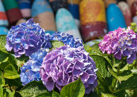 Blue and purple hydrangea with lobster floats and buoys in backgroundの写真素材