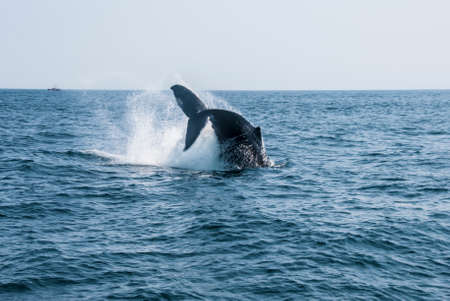 Humpback Whale Breaching