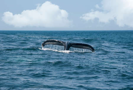 Humpback Whale Plunging back into the Atlantic Ocean leaving just the fin with water droplets
