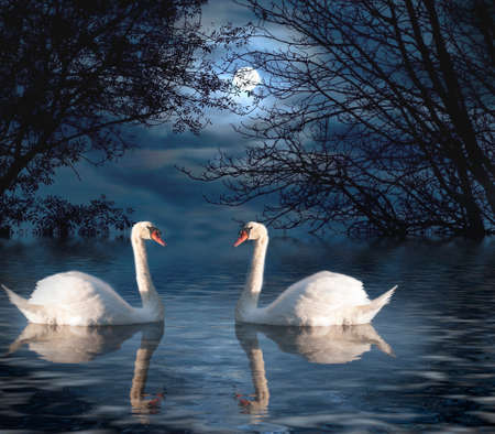 Two White Swans out for a Moonlight Swimの写真素材