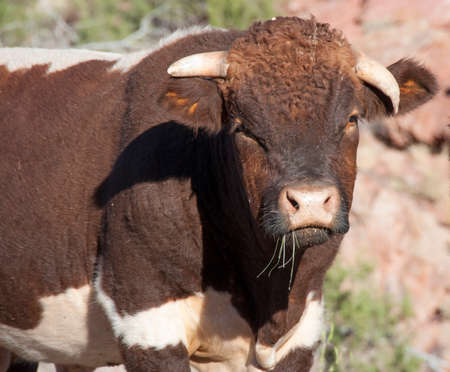 Brown cow with horns up close