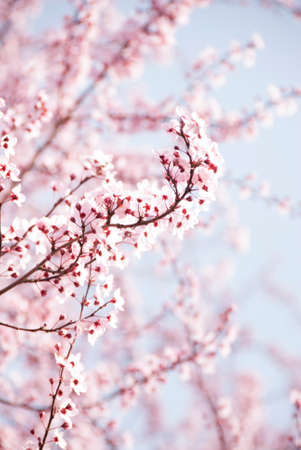 Pink flowering tree in spring with soft pink and blue background