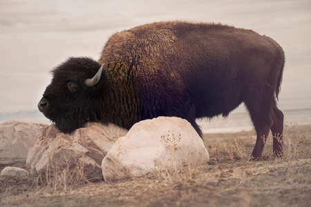 Single bison rubbing his chin on a rock along shore of Great Salt Lake on Antelope Island, Utahの写真素材