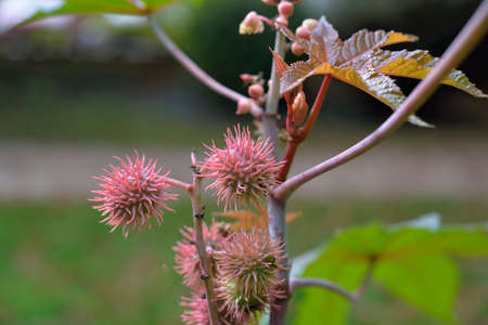 Plant with pink pink hulls. Its leaves are tender green and pink.の写真素材