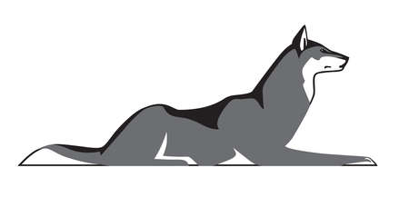 Wolf lying down, vector isolated on white background.のイラスト素材