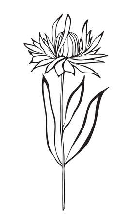 White and black outline of a flower on white background. Vector isolated.のイラスト素材