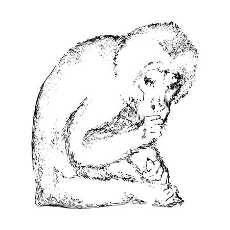 Hand drawn monkey. Black vector animal image on white background. Sketch style.のイラスト素材