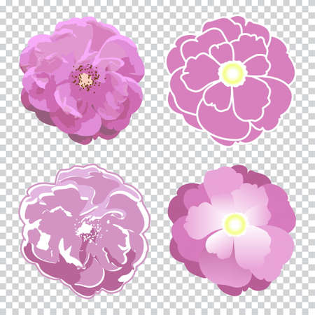 Colorful rose flower created in four technics. Vector realistic and stylized decorative illustration. Isolated on transparent background.のイラスト素材