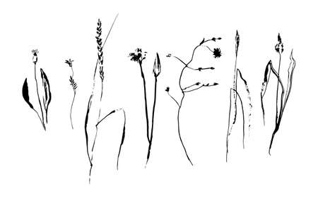 Set of hand drawn brush paint weed field herbs and flowers. Grunge style elements for design painted by ink. Black isolated vector on white background.のイラスト素材