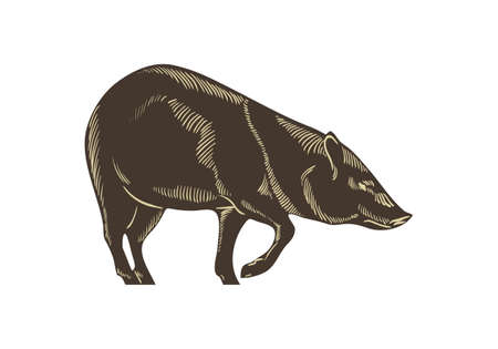 Collared peccary vector. Wild boar hand drawn sketch illustration isolated on white background.のイラスト素材