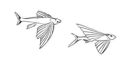 Flying fish. Hand drawn sketch illustration. Vector black ink drawing isolated on white background.のイラスト素材