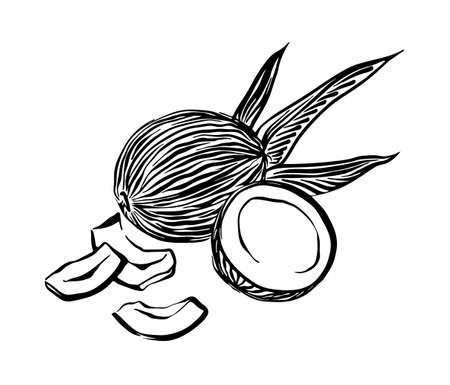 Hand drawn coconut outline. Vector coco black ink drawing isolated on white background. Graphic illustration.のイラスト素材