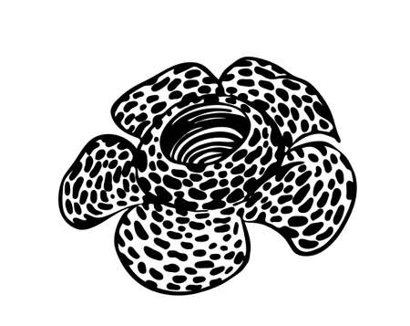 Hand drawn rafflesia modern outline sketch. Vector black ink drawing flower isolated on white background. Graphic illustration.のイラスト素材