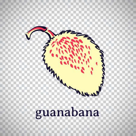 Hand drawn stylized guanabana. Vector fruit isolated on transparent background. Graphic illustration for logo or icon.のイラスト素材