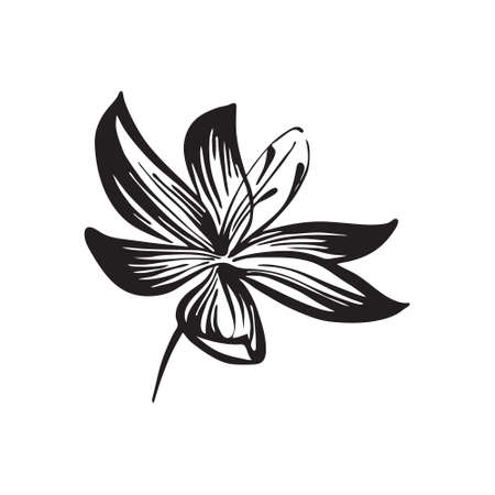Hand drawn outline flowers sketch silhouette. Vector black ink drawing isolated on white background. Graphic illustration.のイラスト素材