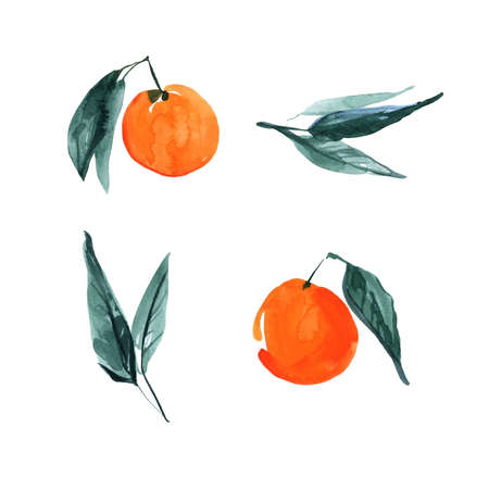 Set of hand drawn orange citrus fruits with leaves. Sketch botanical illustration painting by watercolor isolated on white background. Aquarelle art design elements.の写真素材