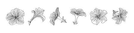 Abstract petunia outline flowers set. Vector stylized sketch decorative hand drawn illustration. Black isolated doodle image on white background.のイラスト素材