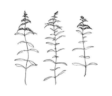 Hand drawn goldenrod wild plants with flowers collection. Outline herbs sketch ink painted. Black isolated botanical vector illustration on white background.のイラスト素材