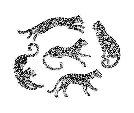 Set of cheetah spotted silhouettes in different poses. Vector wildcat animal graphic illustration. Black isolated on white background.のイラスト素材