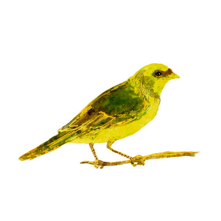 Wild bird sitting on a branch. Yellow green hand painted watercolor. Vintage colorful illustration isolated on white background.の写真素材