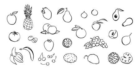 Hand drawn stylized fruit set. Vector collection isolated on white background. Graphic illustration for logo or icon.のイラスト素材