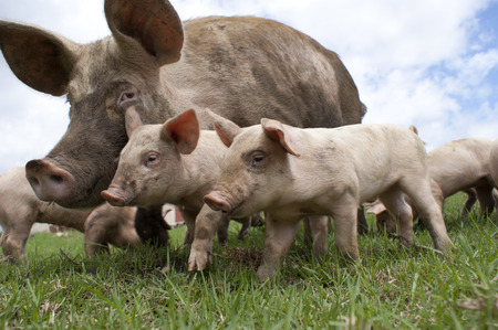 Free range pig