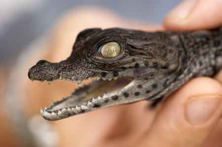 Baby Crocodileの写真素材