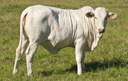White Brahman Heiferの写真素材