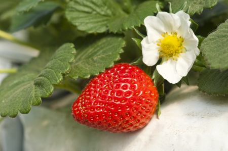 Strawberry Plantの写真素材