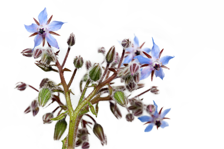 Borage Flowersの写真素材