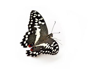 Citrus Swallowtailの写真素材