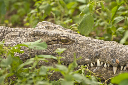 Camouflaged Crocodileの写真素材