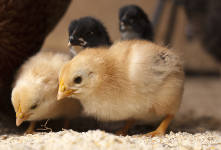 Baby Chicksの写真素材