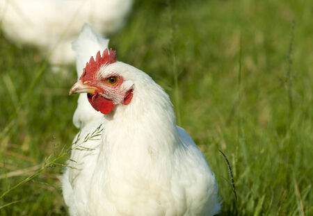 Free Range Chickenの写真素材