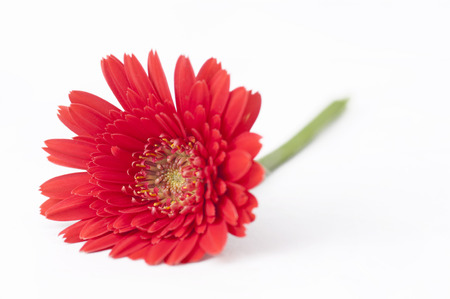 Red Daisyの写真素材