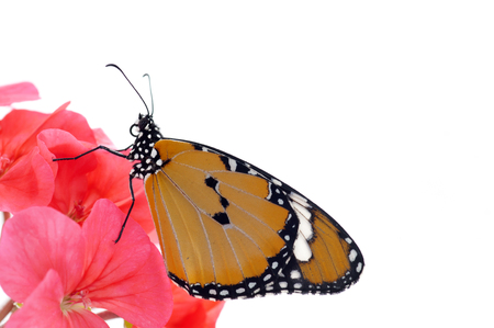 Monarchの写真素材