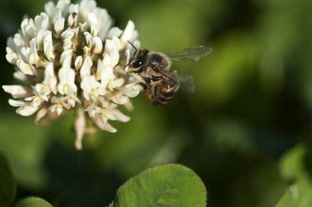 Pollination