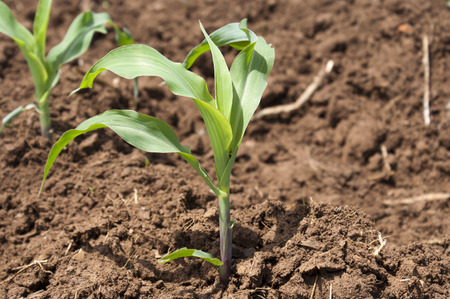 Young Maize Cropの写真素材