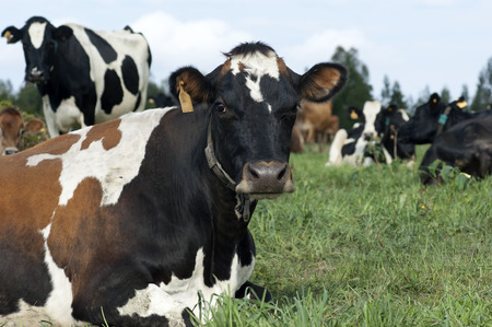 Resting Dairy Herdの写真素材