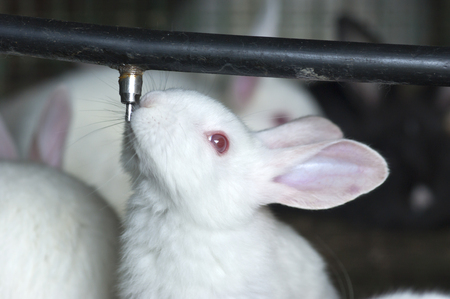 Thirsty Bunnyの写真素材