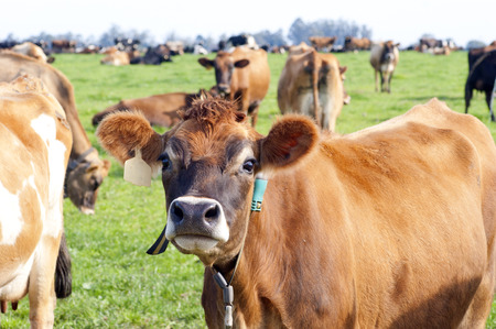 Curious Cowの写真素材